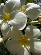 Load image into Gallery viewer, Ring pua (ring flower)