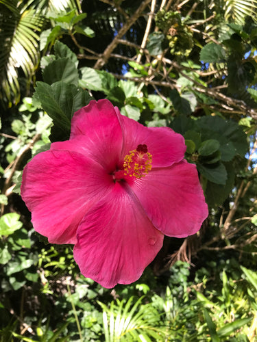 Special Order for N K sama